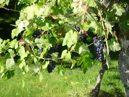 Agriturismo Belvedere Resede Fattoria-018.jpg